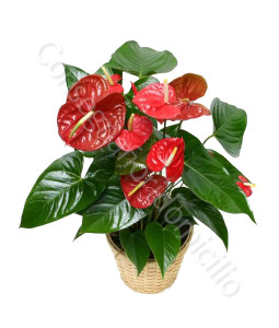 consegna-fiori-a-domicilio-pianta-anthurium