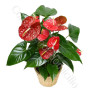 consegna-fiori-a-domicilio-pianta-anthurium