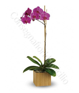 consegna-fiori-a-domicilio-orchidea-phalenopsis-viola