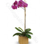 consegna-fiori-a-domicilio-orchidea-phalenopsis-viola