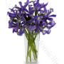 consegna-fiori-a-domicilio-bouquet_iris_blu