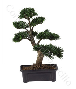 consegna-fiori-a-domicilio-bonsai