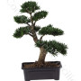 consegna-fiori-a-domicilio-bonsai