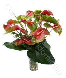 consegna-fiori-a-domicilio-bouquet-di-anthurium