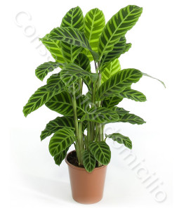 consegna-fiori-a-domicilio-calathea-zebrina