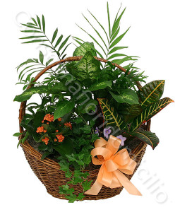 consegna-fiori-a-domicilio-cesto-di-piante-miste-verdi