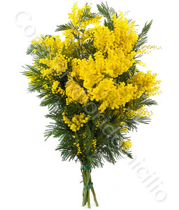 consegna-fiori-a-domicilio-fascio-mimosa