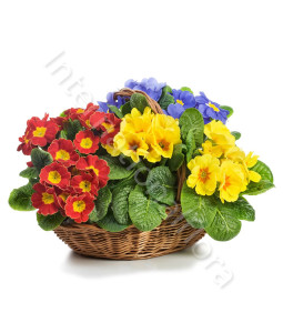 consegna-fiori-a-domicilio-cesto-di-primule-miste-colorate