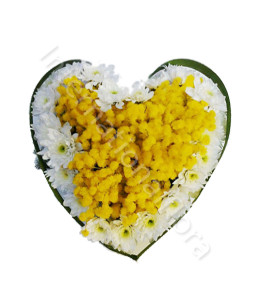 cuore-di-mimose-e-margherite